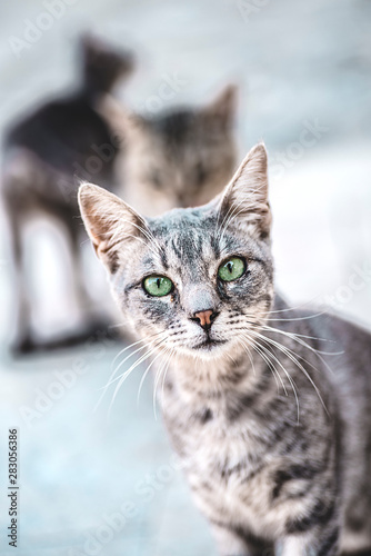 Homeless green-eyed cat on the street of a southern city. Selective focus