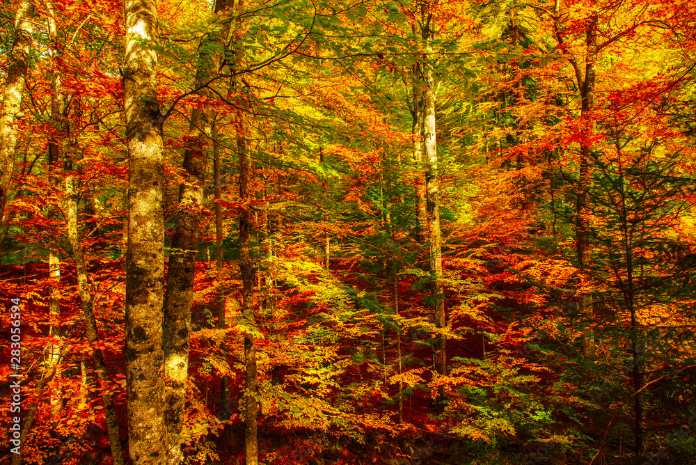 Beautiful autumn landscape Beautiful autumn landscape