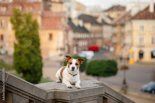 dog Jack Russell Terrier in the old town. walk with your pet