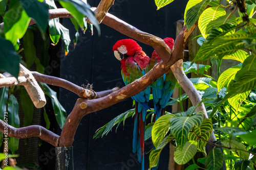 Schilderij op canvas Papagei im Bloedel Observatory