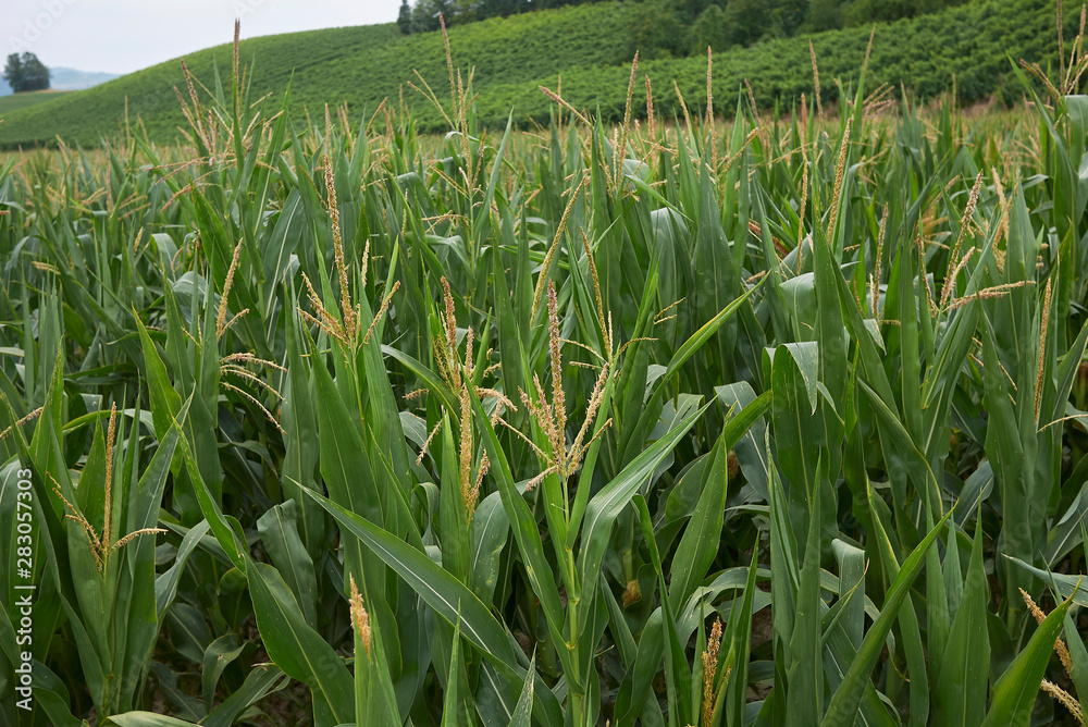 Obraz premium Zea mays