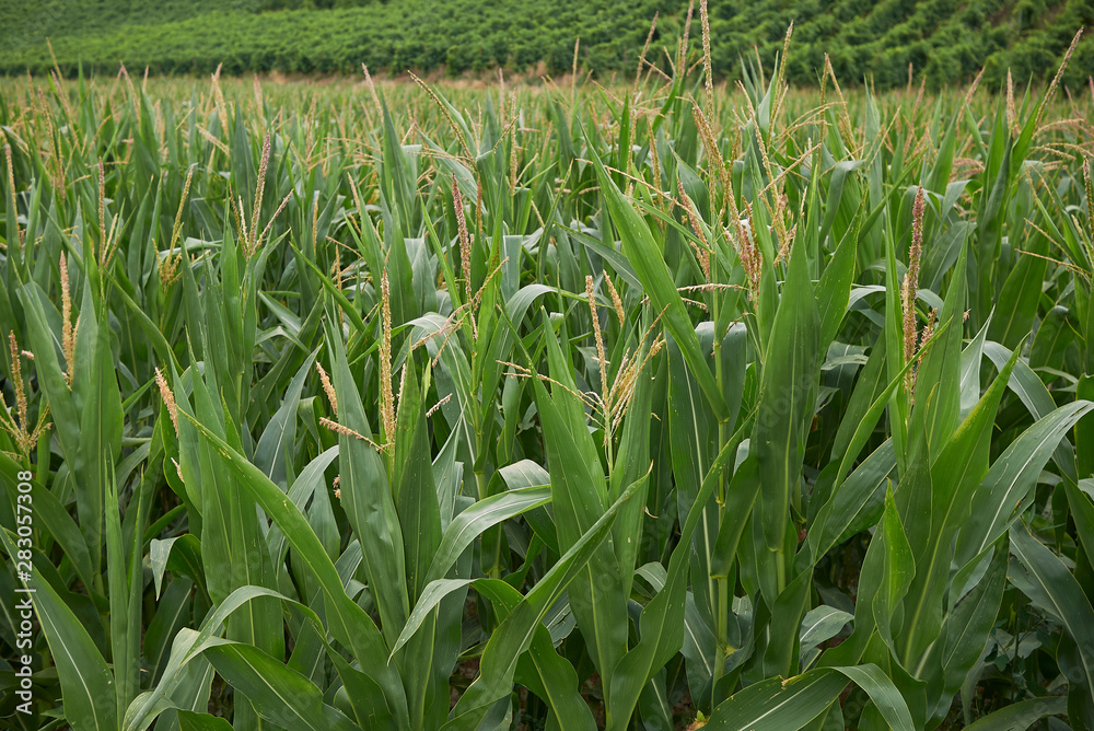 Obraz premium Zea mays