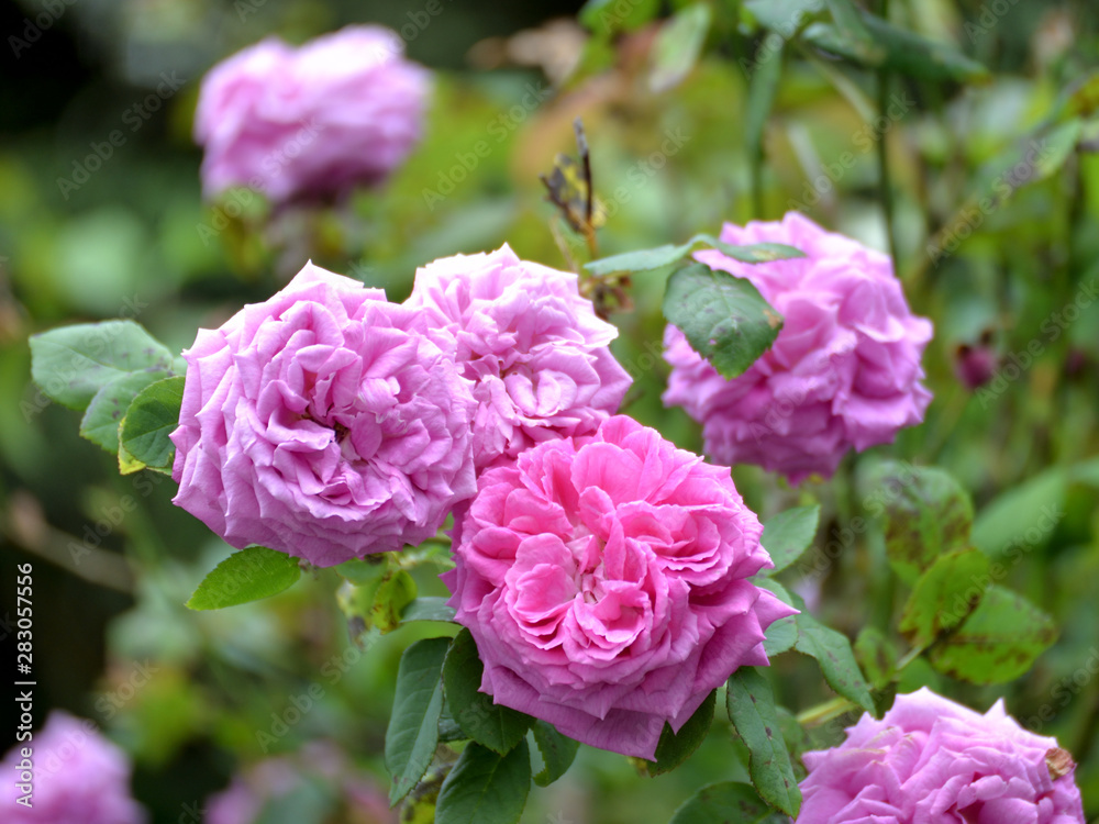 Roses  dans le jardin .