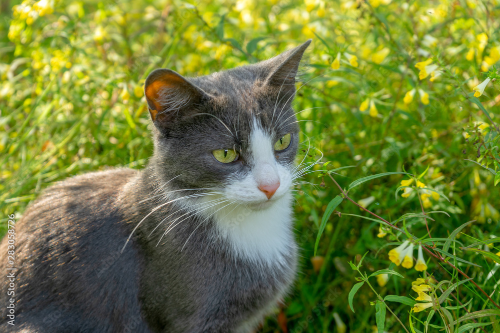 Gray cat is sitting in the grass in the meadow. Close-up.