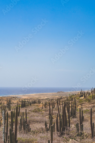 aruba one happy island (beaches and shores)