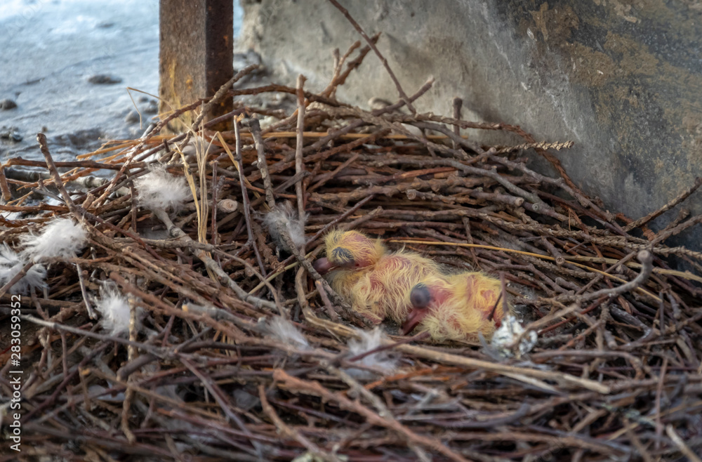 Two small baby pigeons Two small baby pigeons