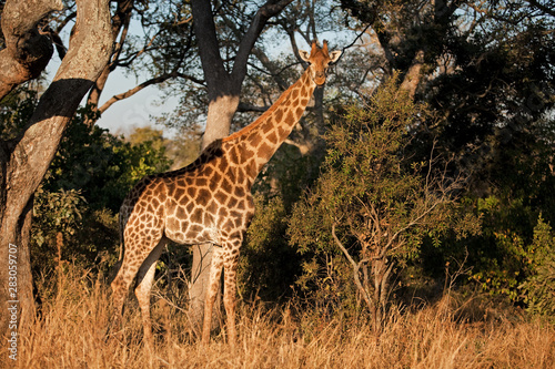 south african giraffe, cape giraffe, giraffa giraffa giraffa, Kruger national park, South Africa