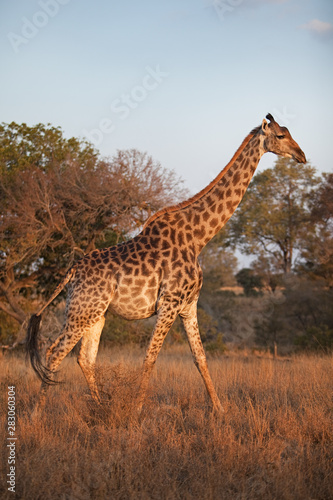 south african giraffe  cape giraffe  giraffa giraffa giraffa  Kruger national park  South Africa