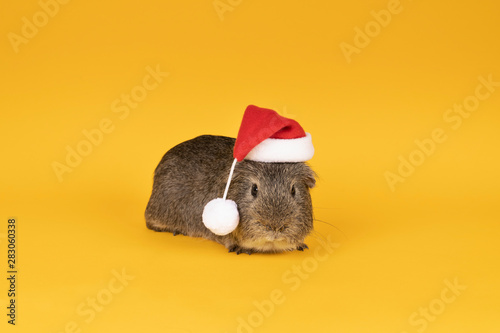 Little grey adult guinea pig wearing a christmas hat looking like santa claus in a yellow background