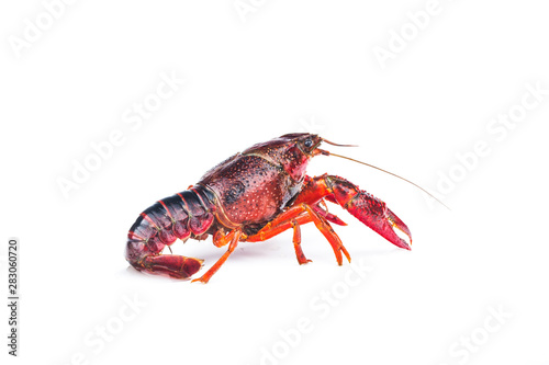 Crayfish,Crawfish isolated on white background © dashu83