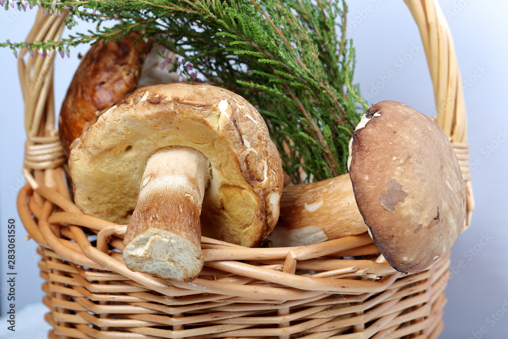 Wicker basket with porcini mushrooms and a bunch of blooming heather. Shot close up on a white background. Wicker basket with porcini mushrooms and a bunch of blooming heather. Shot close up on a white background.