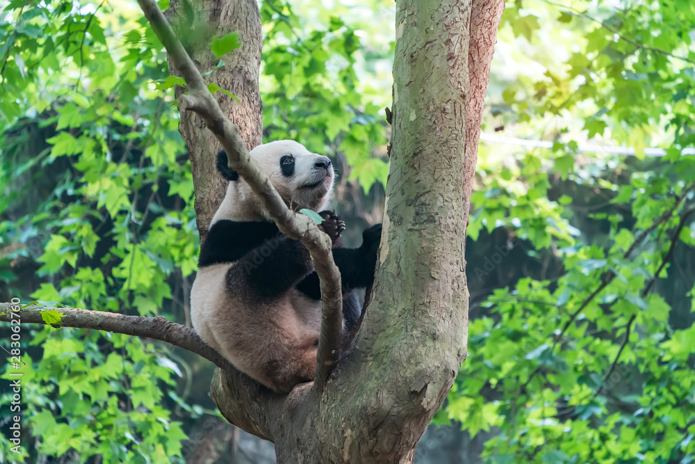 Obraz premium Giant panda over the tree.