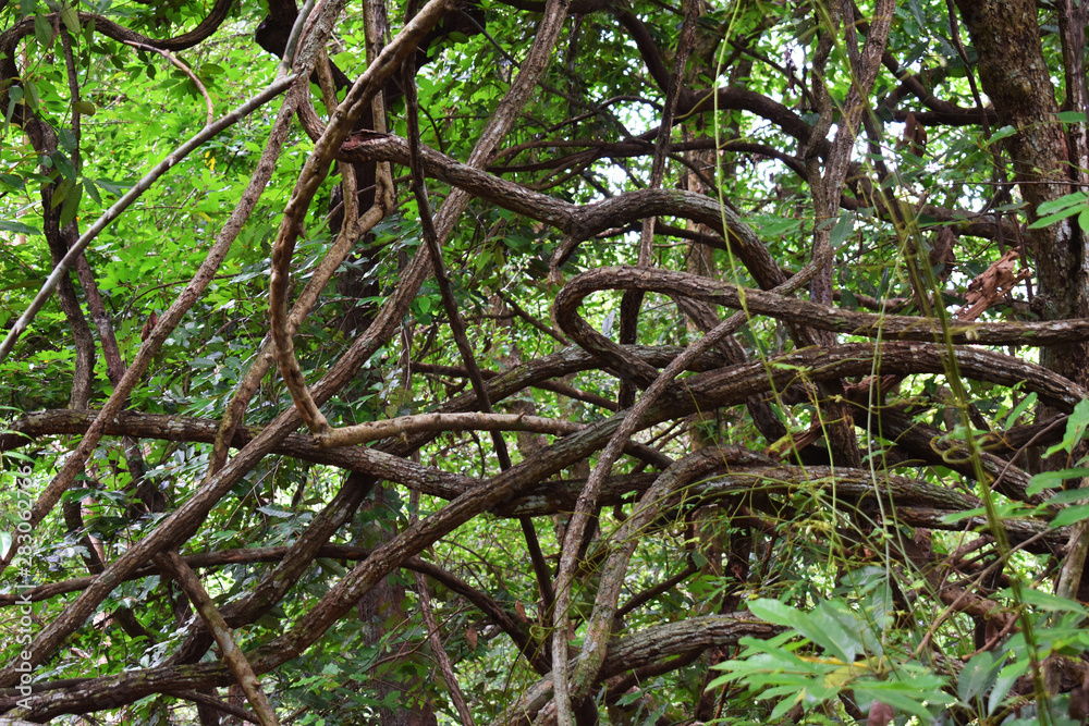 Obraz premium tree in forest