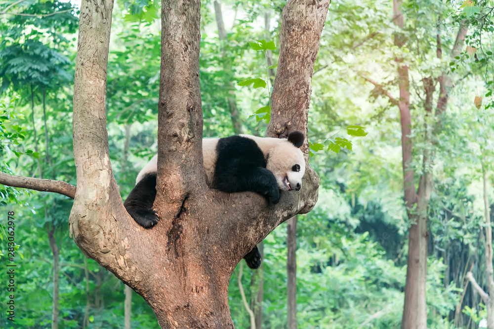 Obraz premium Giant panda over the tree.