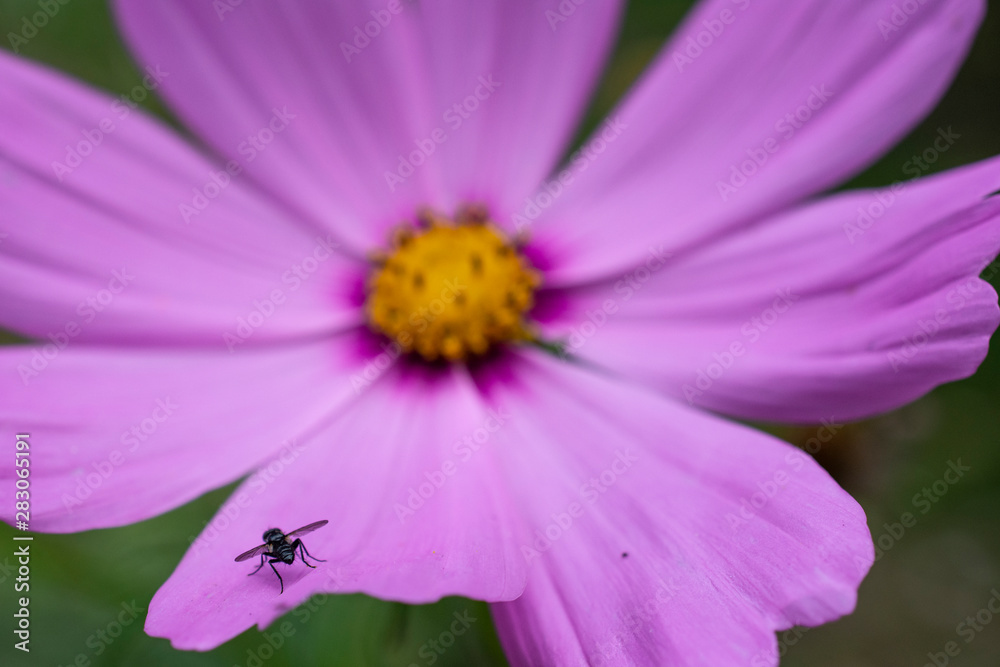 Pink Wild Flower Macro Background Detail Pink Wild Flower Macro Background Detail