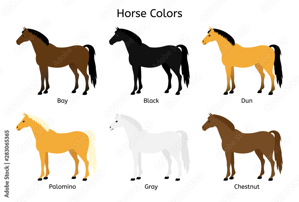 Vector flat cartoon collection set of different horse colors isolated