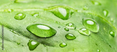 drops of water on a green leaf macro