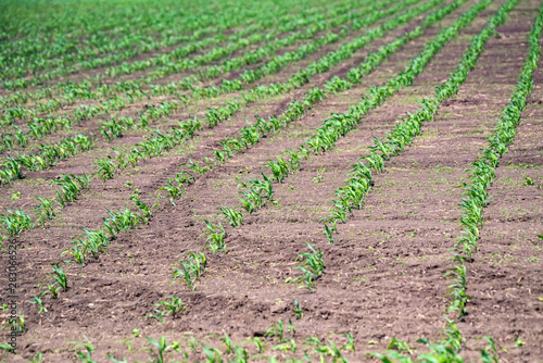 Young green corn sprouts growing in field