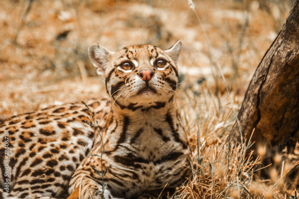 Obraz premium ZOA parc - Ocelot