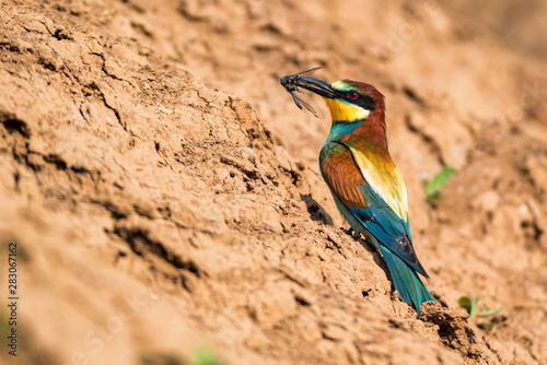 European bee-eater or Merops apiaste perches on rock with dragonfly in beak