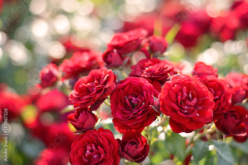 Fototapeta Naklejka Na Ścianę i Meble -  Red roses blooming background. Red roses bush in sunlight closeup