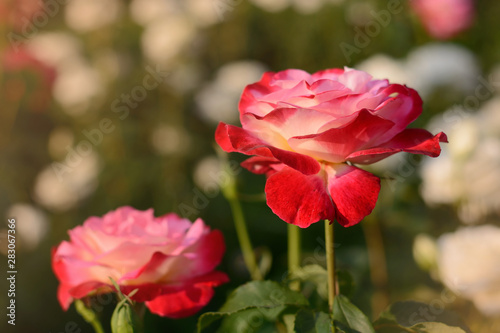 Pink red rose blossoming flower bud closeup on sunset on blurred field of roses natural background