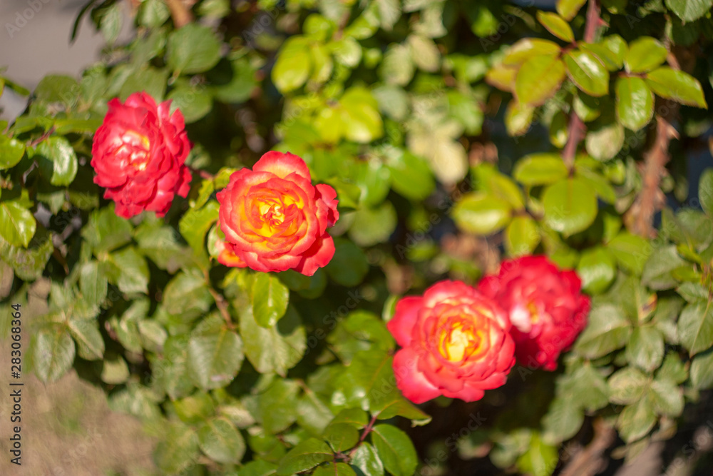 Blooming roses in the garden Blooming roses in the garden
