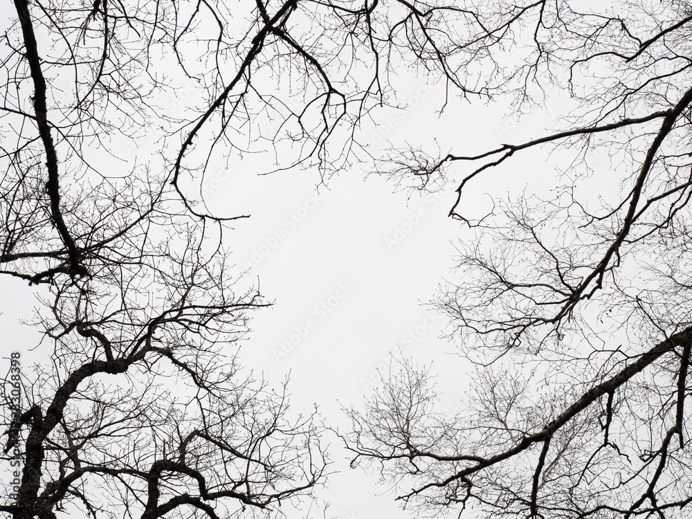 contraluz de las ramas de los árboles del bosque  sobre cielo gris - obrazy, fototapety, plakaty 