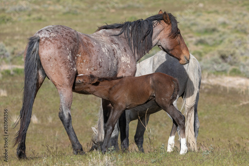Wild horse Mare and Foal in Utah © natureguy