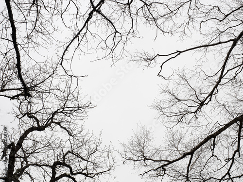 contraluz de las ramas de los árboles del bosque  sobre cielo gris