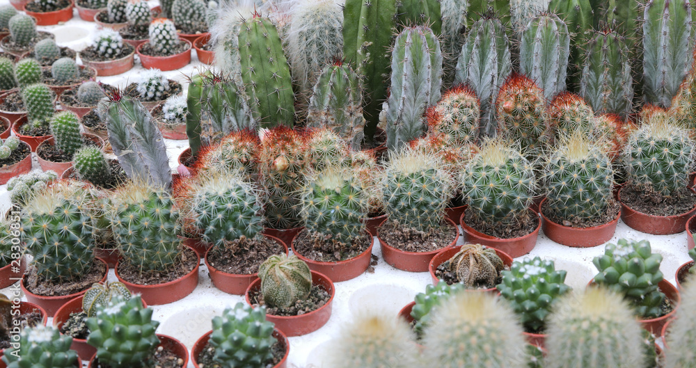 small succulent cactus for sale small succulent cactus for sale
