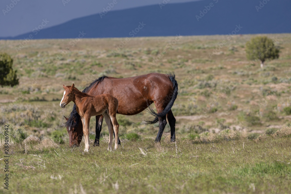 Wild horse Mare and Foal in Utah