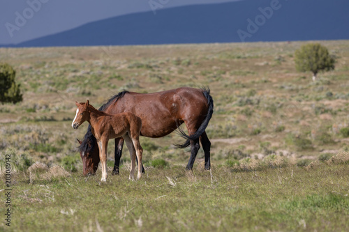 Wild horse Mare and Foal in Utah © natureguy