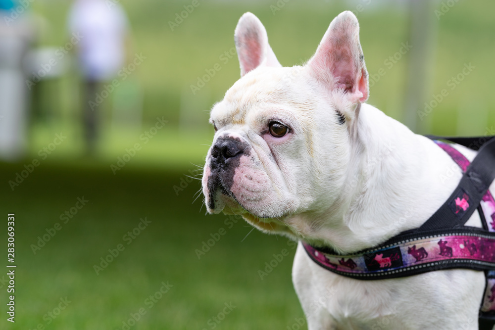 A beautiful white French bulldog shown on the table.