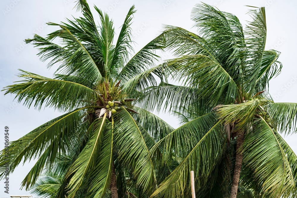 palm tree with coconuts palm tree with coconuts