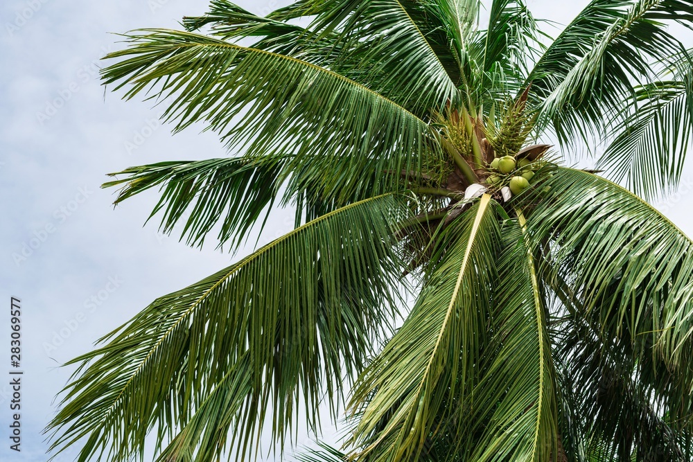 palm tree on background of blue sky palm tree on background of blue sky