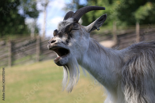 close-up of a goat that opens its mouth and bleats.