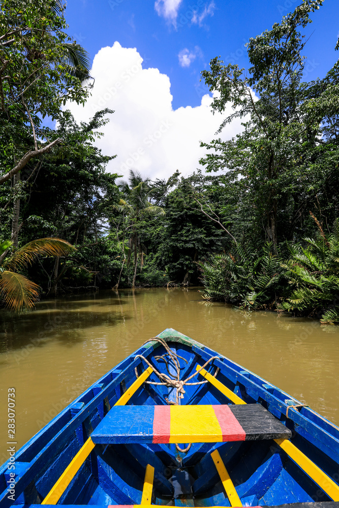 Fototapeta premium Magic Forest in the Indiana River, Dominica Island