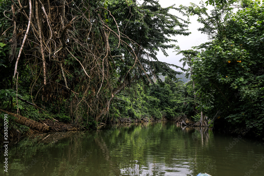 Magic Forest in the Indiana River, Dominica Island