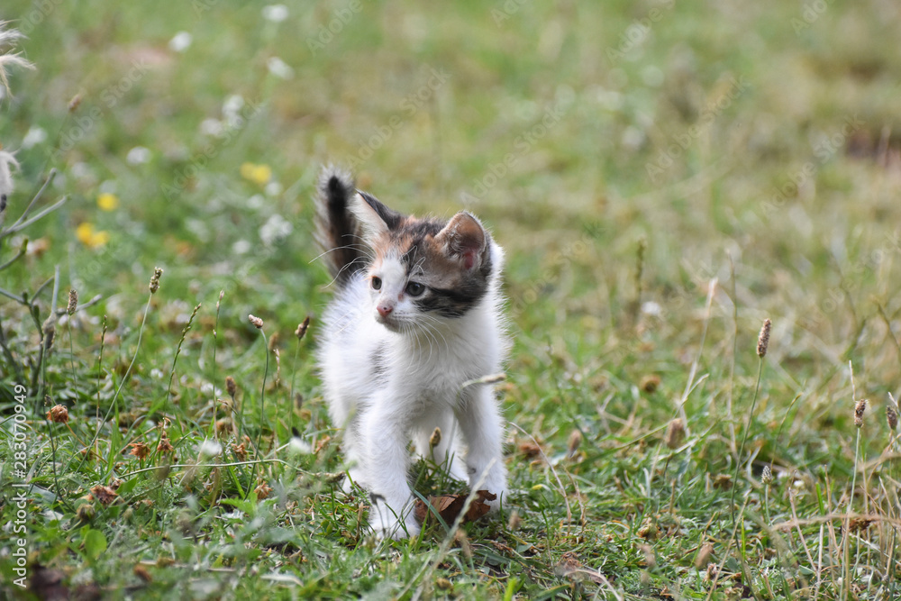 Curious little kitten play in the grass. Little kitty play outside