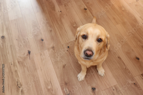 yellow labrador retriever sitting on floor and looking upwards. Large area for own text in the picture