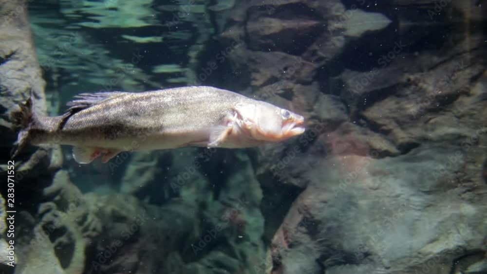 Fish, graceful and charismatic inhabitants of the aquarium. Salmonids. As close to the content of the natural habitat. Fish, graceful and charismatic inhabitants of the aquarium. Salmonids. As close to the content of the natural habitat.