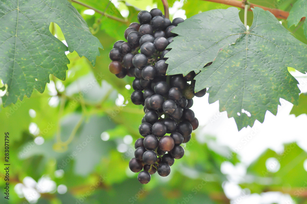 Pinot Noir grape or grape plant