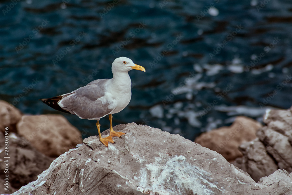 The seagull on rock