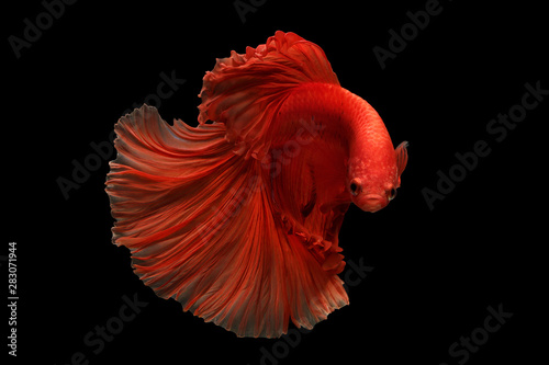 red color of Siamese fighting fish betta Thailand fish movement