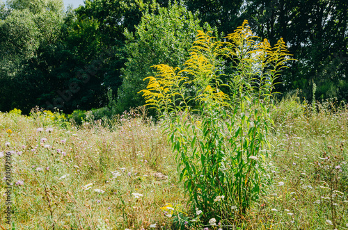 Wild Plant - Ambrosia. Allergy Season. Allergic plants in nature. Yellow flowers on ragweed bushes.