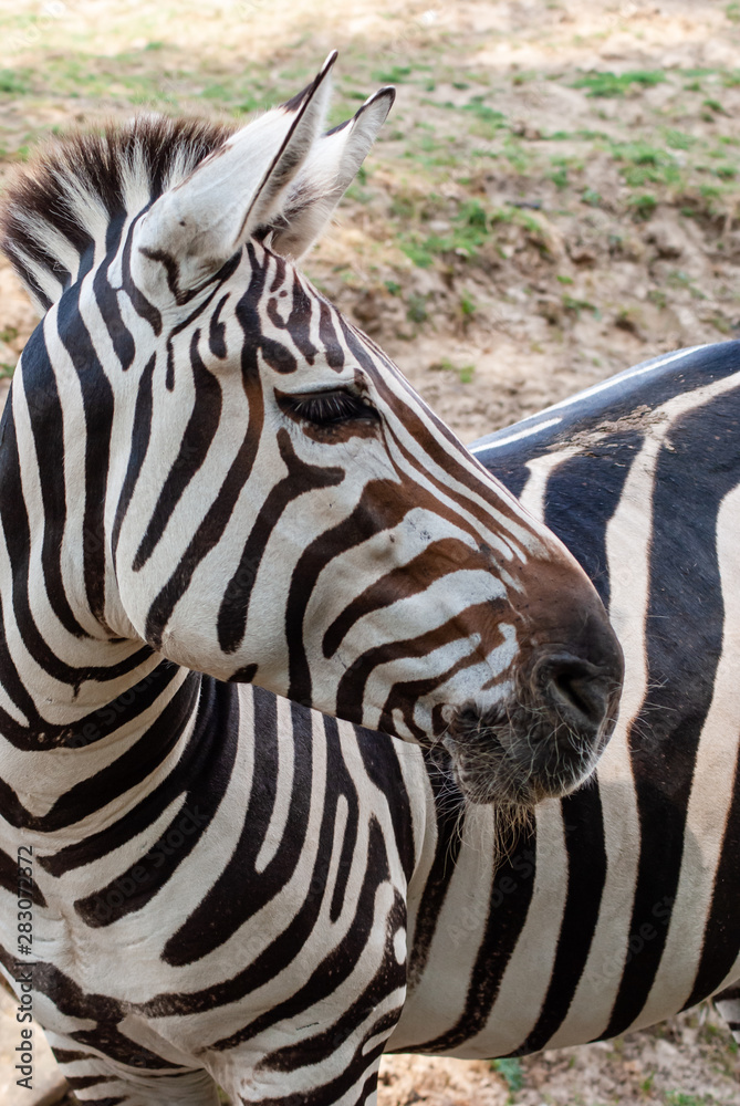 Fototapeta premium Zebra in seiner natürlichen Umgebung