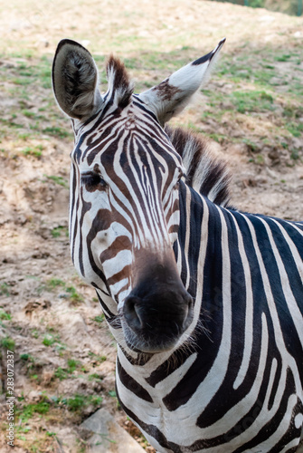 Zebra in seiner nat  rlichen Umgebung