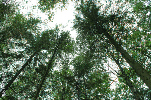 view of the crowns of trees