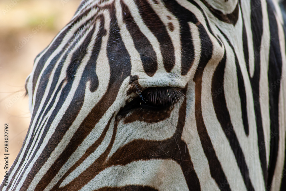 Zebra in seiner natürlichen Umgebung